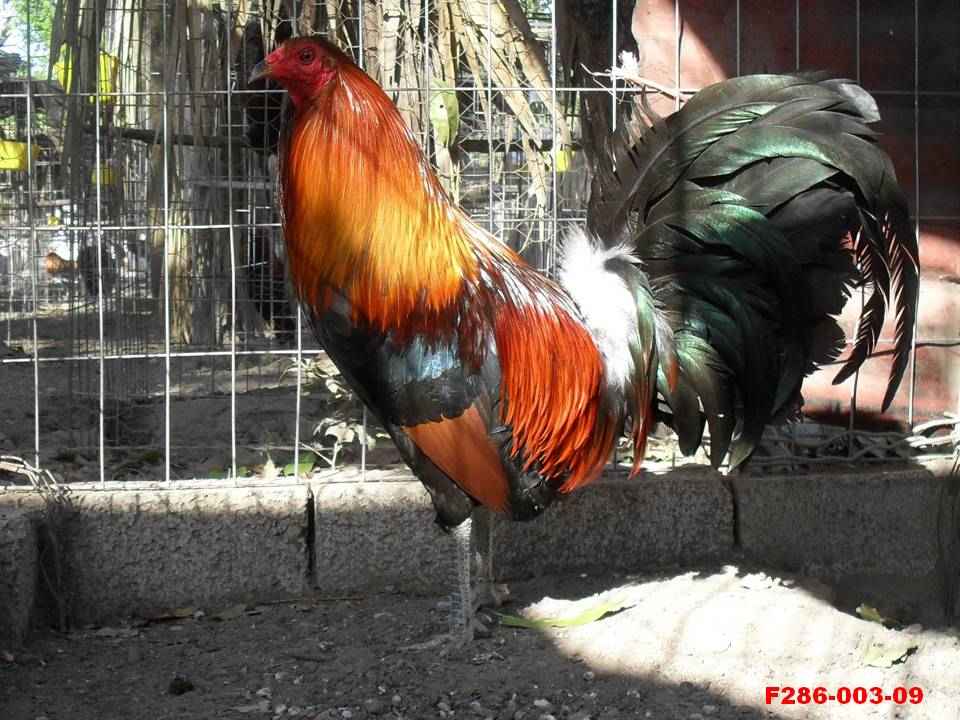 VENTA DE GALLOS Y POLLOS DE PELEA EN GALLERA "EL SEMENTAL" GALLOS Y