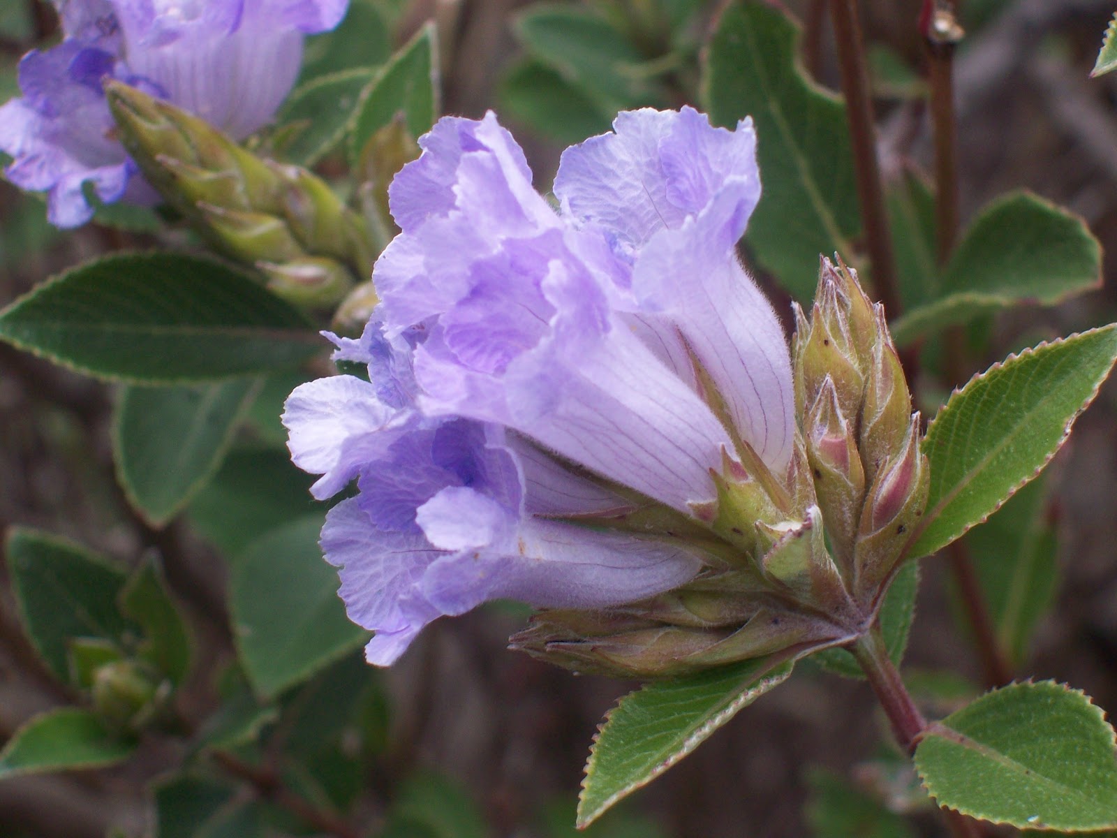 Image result for Bloom of âKurinjiâ Flowers is a tourist attraction in Nilgiris