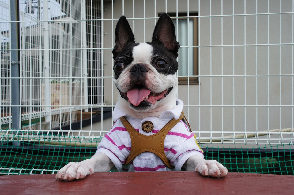 Short Haired Dogs Best Breeds And Grooming Needs