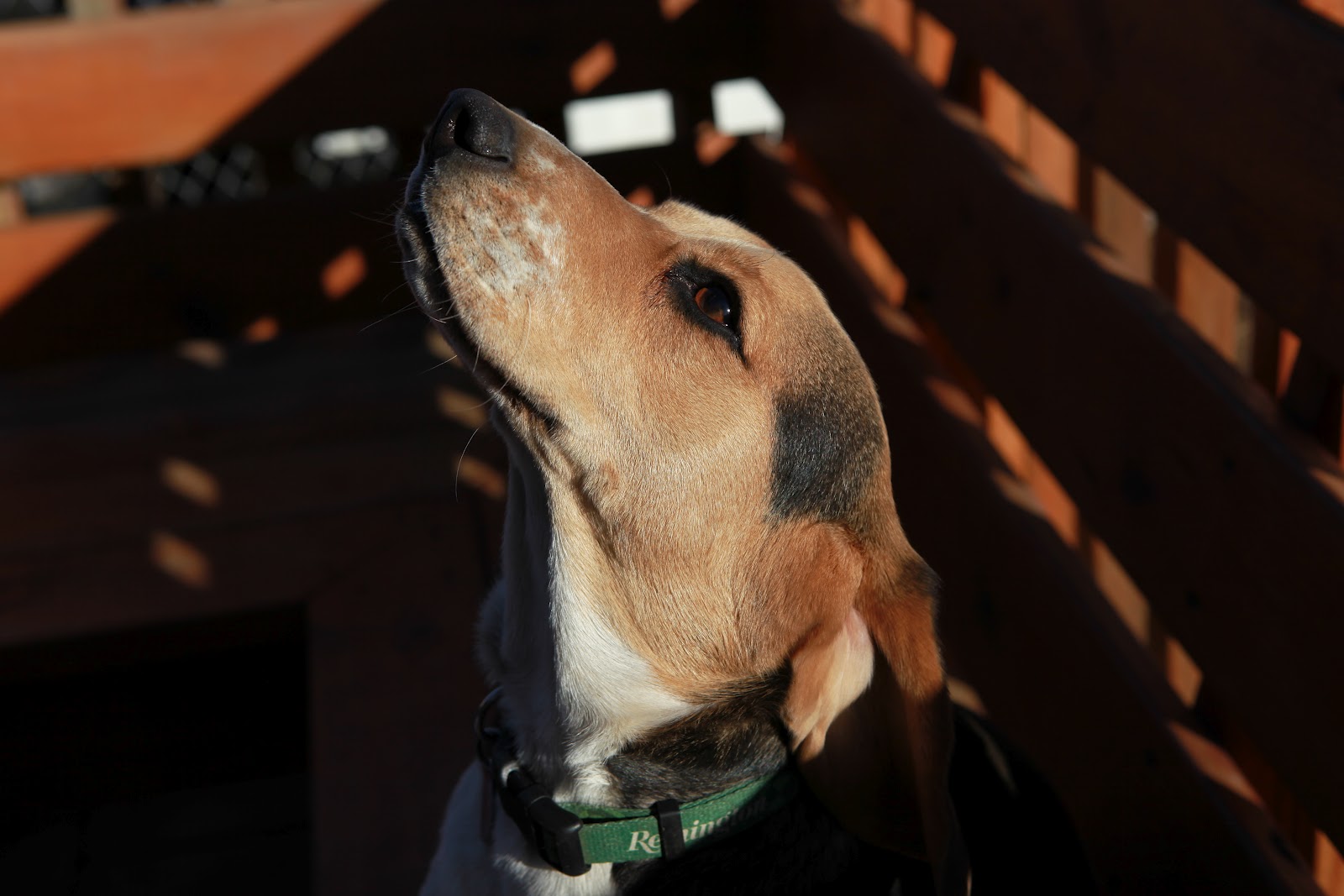 Two Fancy Beagles