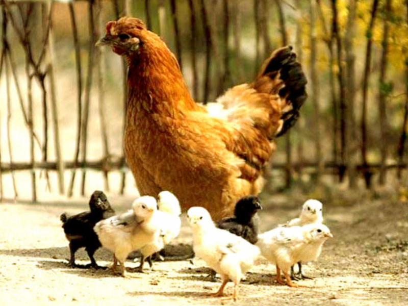 Hen with Chicks Wallpapers | Hens Wallpapers | Wallpaper HD And Background