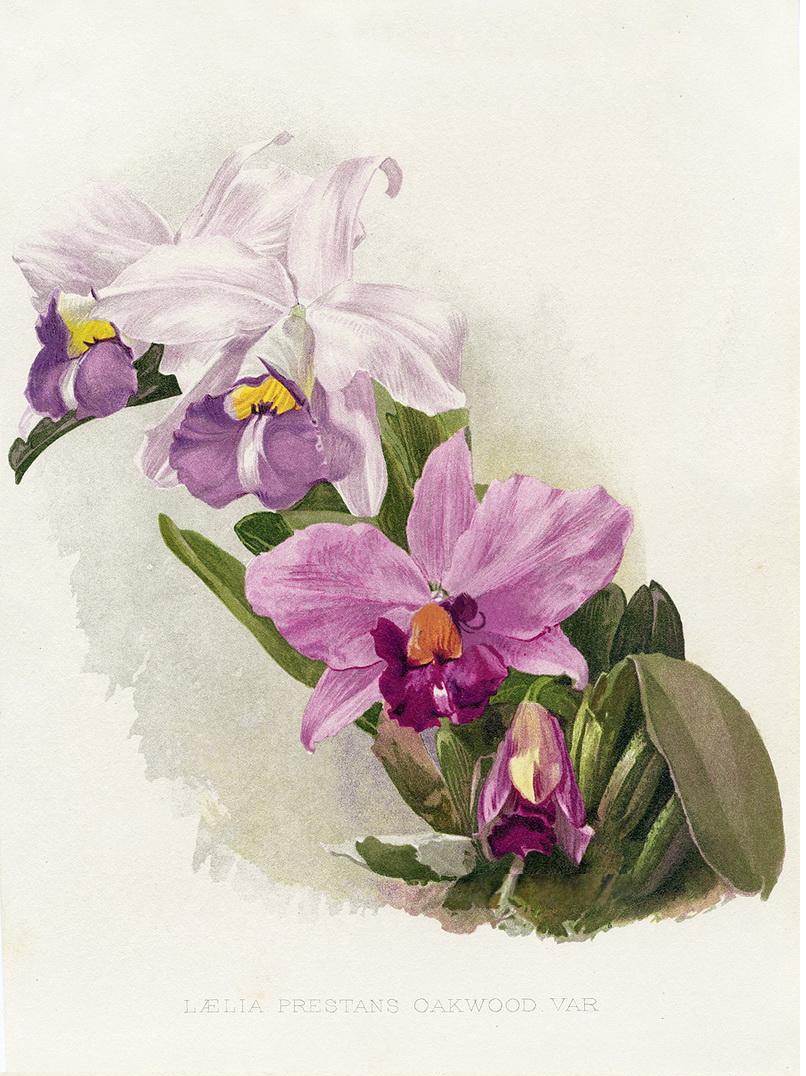 W. Robinson Flora & Sylva Prints by HG Moon 1903