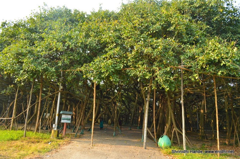 Botanical Garden, Big Banyan Tree, Kolkata eNidhi India Travel Blog