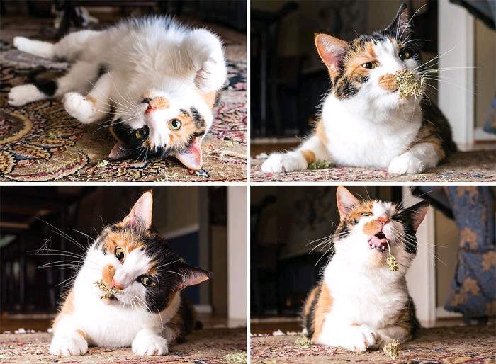 Funny cats - part 320, adorable cat pictures, best cute cat photos