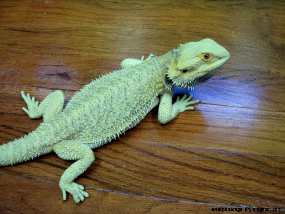 bearded-dragon-wholesale-9.jpg