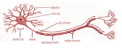 sistem, saraf, sistem saraf, sel, sel saraf, sel saraf manusia