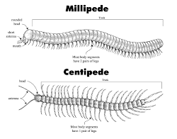 millipede centipede millipedes centipedes difference between facts diagram practical giant know arthropoda legs phylum parts listing10 lab bats eats america