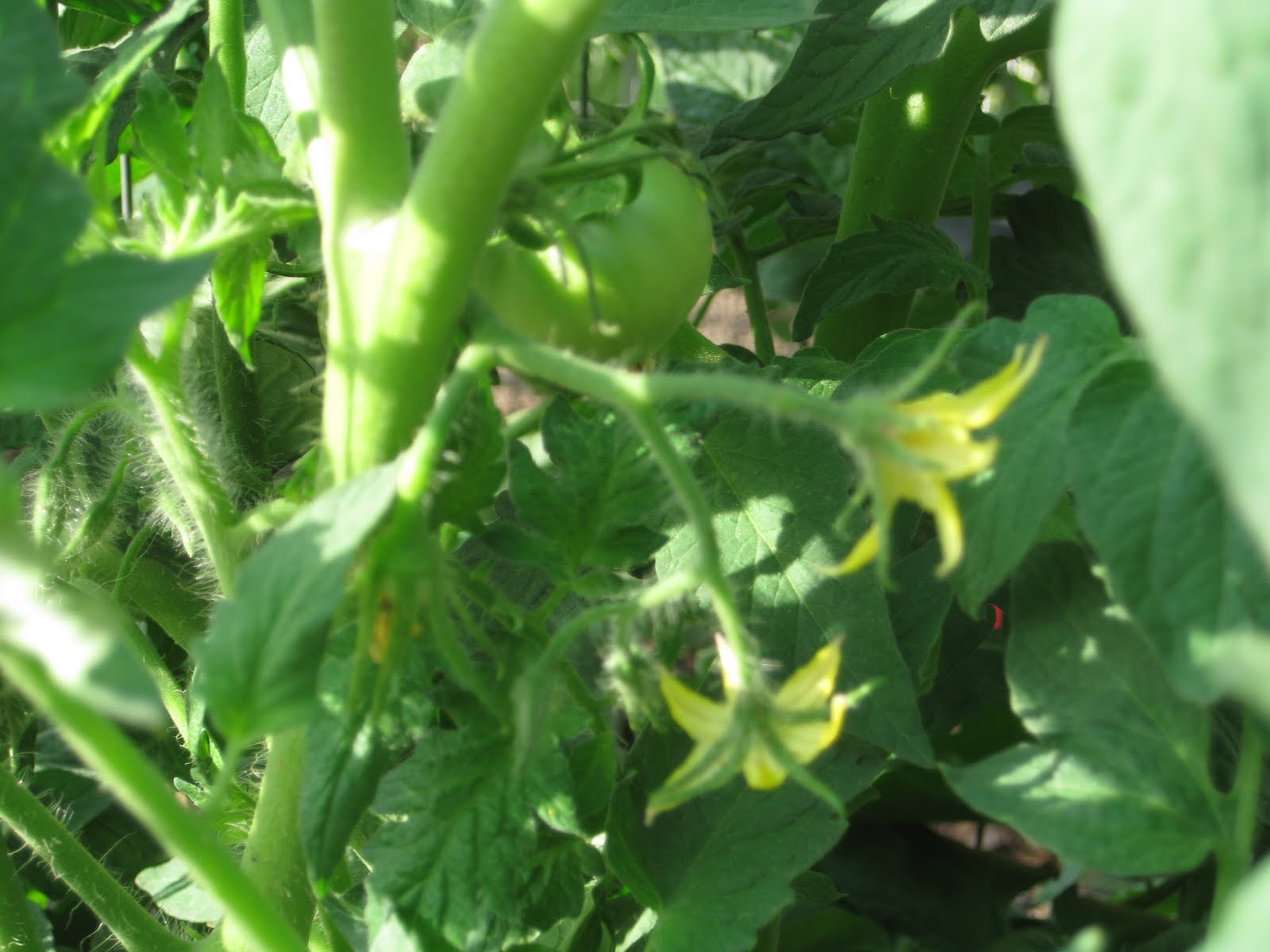 Zone 9 Gardening Blog