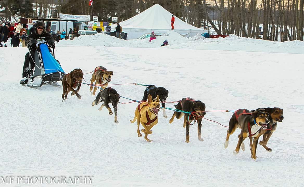 Sled Dog Team Positions
