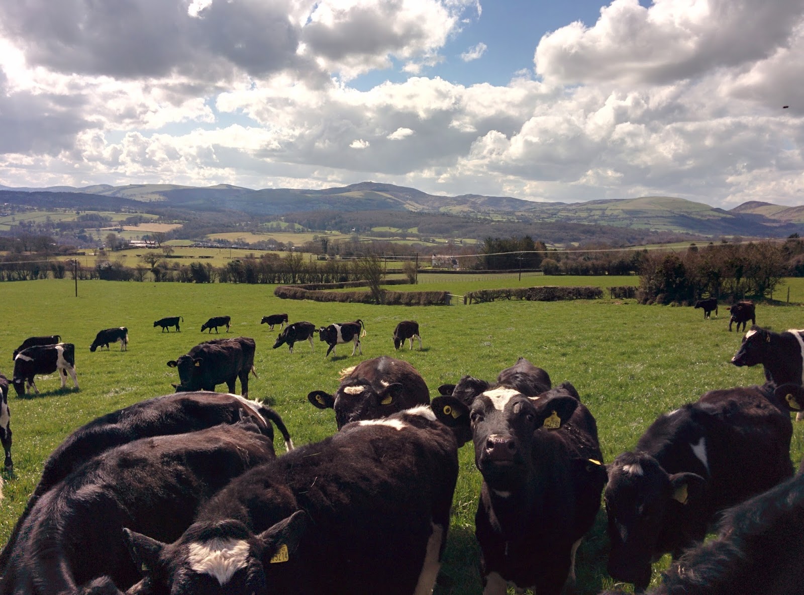 Grazing Ventures Blog