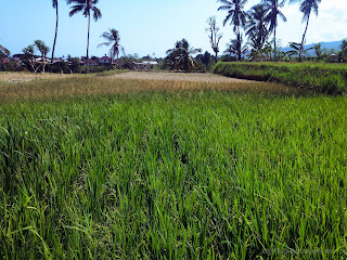 Rice Fields Will Fail To Harvest Because Of Lack Of Water, Banjar Kuwum, Ringdikit, North Bali, Indonesia