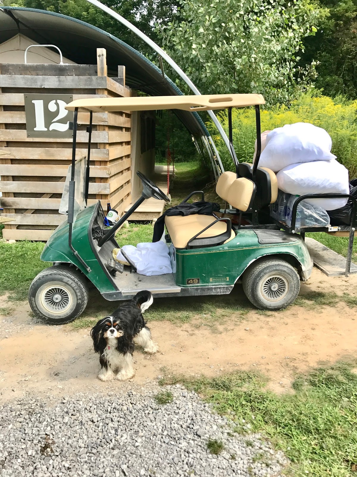 Bijuleni | Glamping With Your Pet at Long Point Eco Adventures Norfolk County - Cavalier King Charles Spaniel 