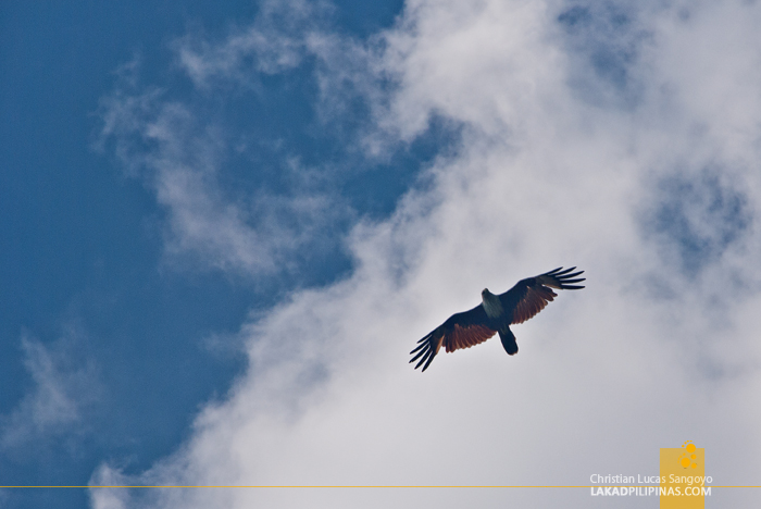 Kilim Karst Geoforest Park Langkawi Eagle Feeding