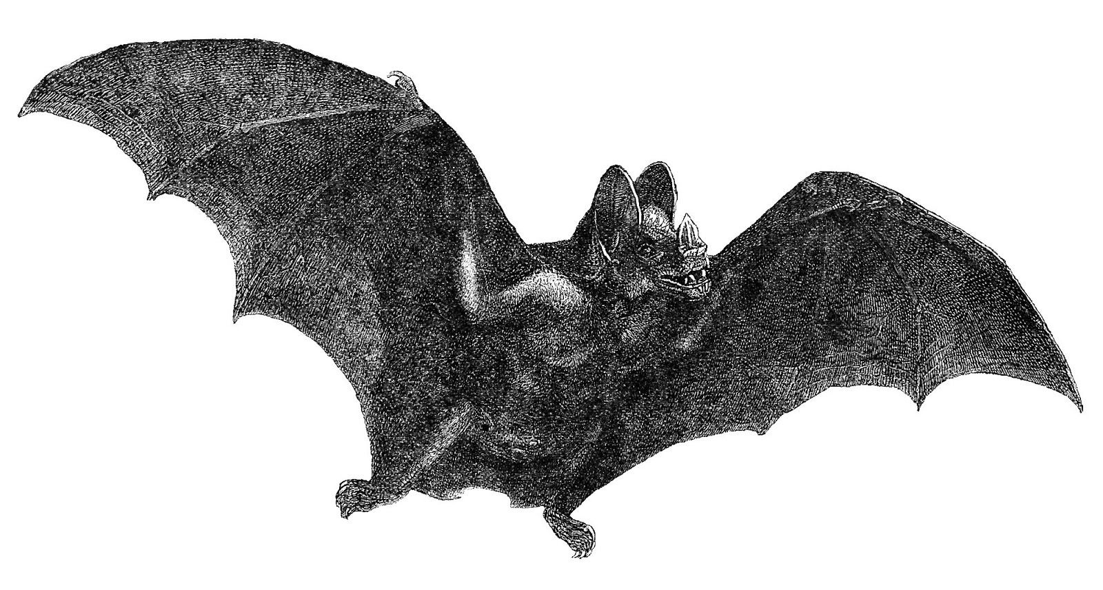 Antique Images: Free Halloween Clip Art: Vintage Vampire ...