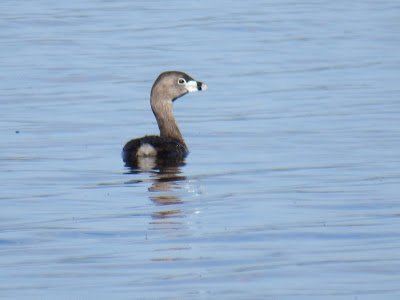 Sacramento National Wildlife Refuge