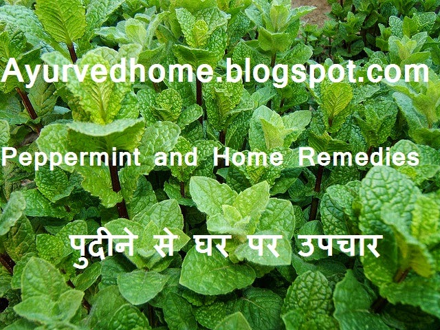 Green Peppermint Pudina Benefits in Diseases, हरे पुदीने से घर पर उपचार , Green Peppermint use at home, Pudina Benefits in Diseases, pettermint medicinal use, Abdominal pain relief with peppermint, Treatment of cholera with pudina, Entrails of the treatment, Entrails of the treatment, vaat Pit Rog, Treatment of intestinal bug, Scorpion bites treatment, To treat cold and Hiccups, 
