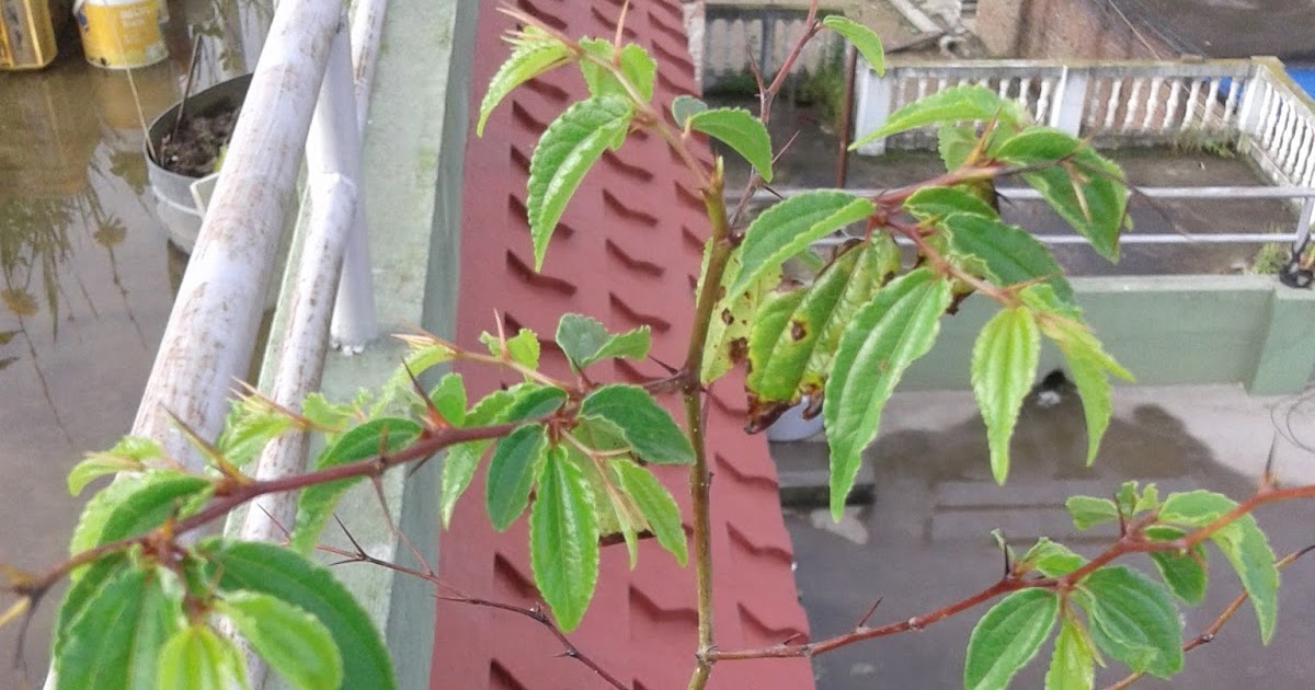 SAKA GARDEN Buddha Chitta Plant