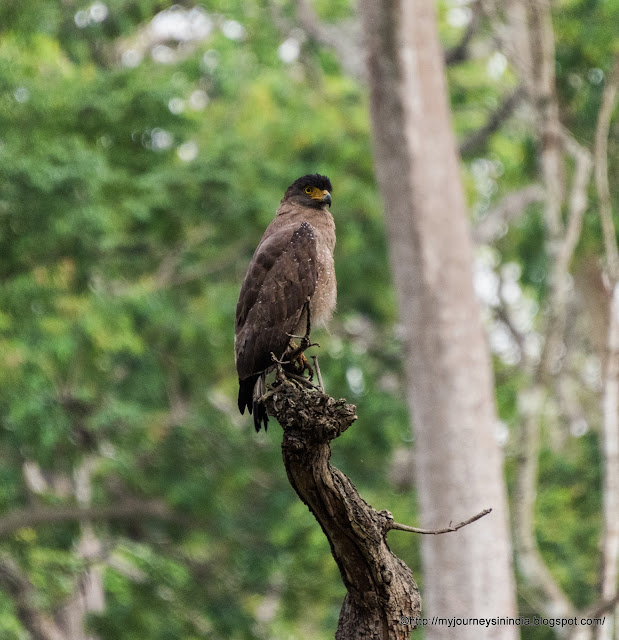 Crested Serpent Eagle Bandipur Forest