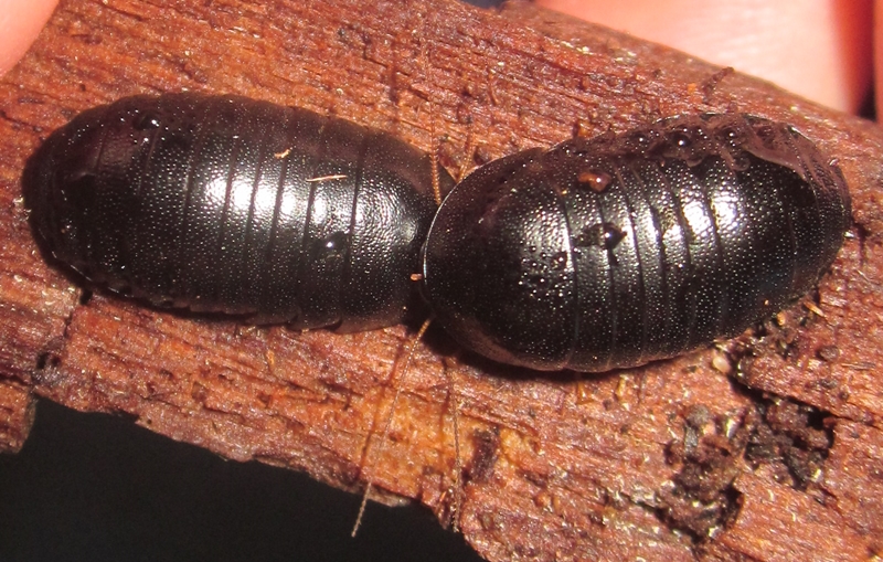 Hisserdude's Roaches Corydidarum%25233
