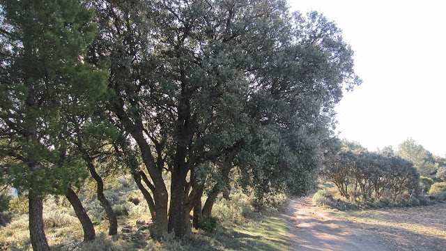 Carrasques al Bancal de la Cova. El Maigmó