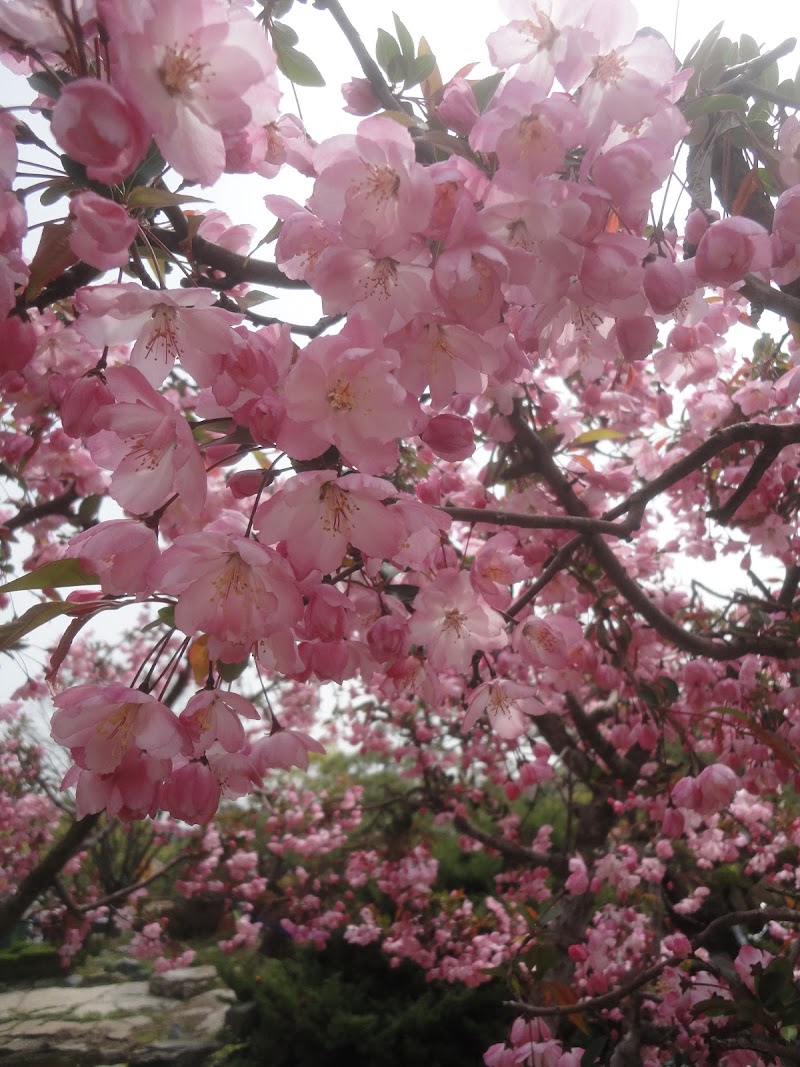 Koleksi Cemerlang Bunga Sakura Bahasa Korea