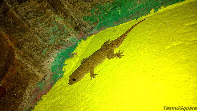 Northern House Gecko