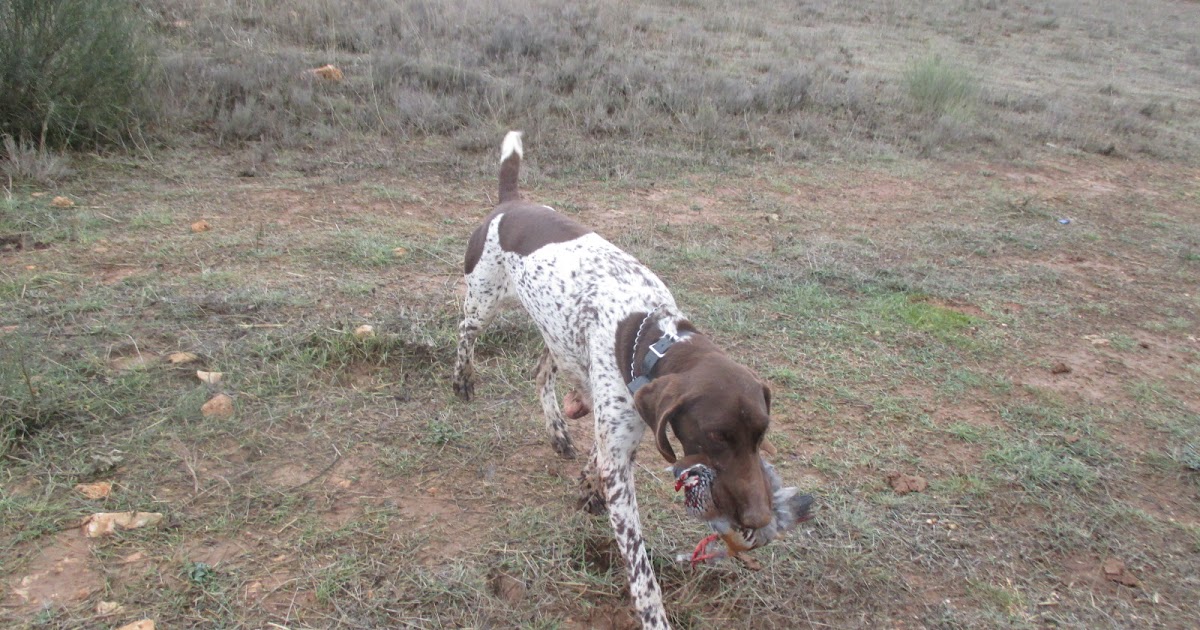 Bracos AlemanesDeutschKurzhaar Cazando con Tan y Habi Bracos AlemanesDeutschKurzhaar Cazando con Tan y Habi