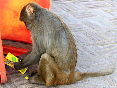 обезьяна пытается читать