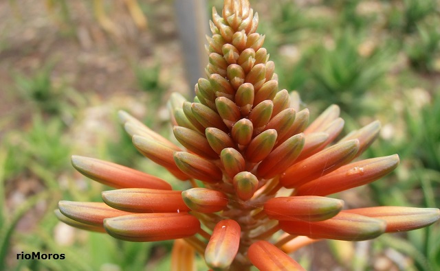 Flores de Aloe de roca Aloe perfoliata