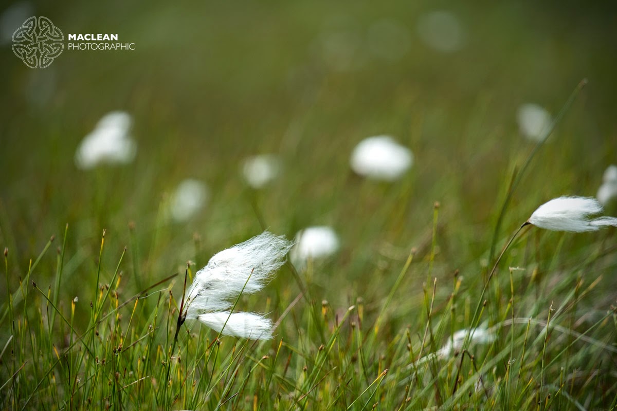 Cotton Grass