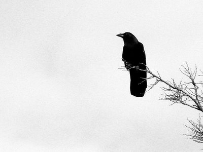 winter+crow+flickr+zanzibar.jpg
