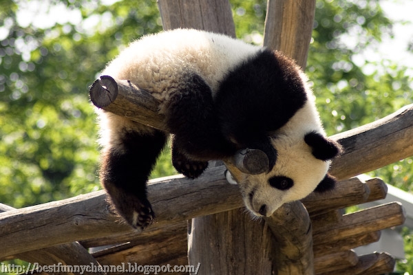 panda bears pictures 22