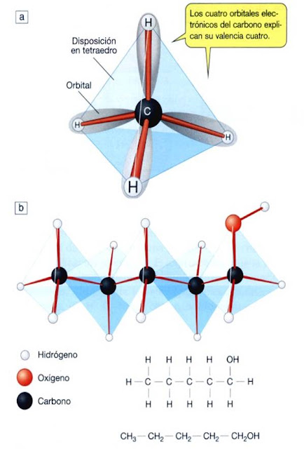 SUE OS DE AULA Agat BIOELEMENTOS sue-os-de-aula-agat-bioelementos