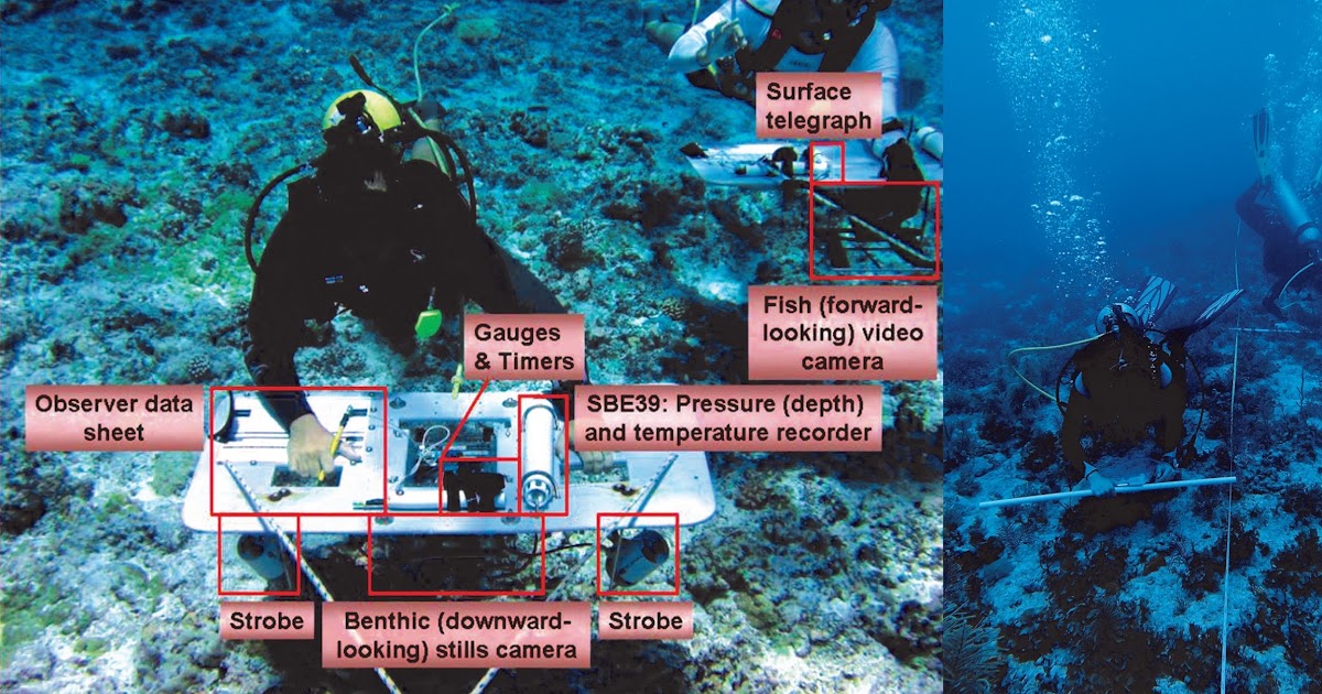 Pamacca BELT TRANSECT METHODS