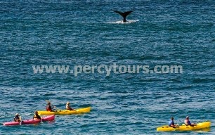 Kayaking with the Whales of Hermanus,South Africa