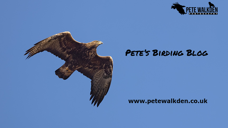 Pete's Birding Blog