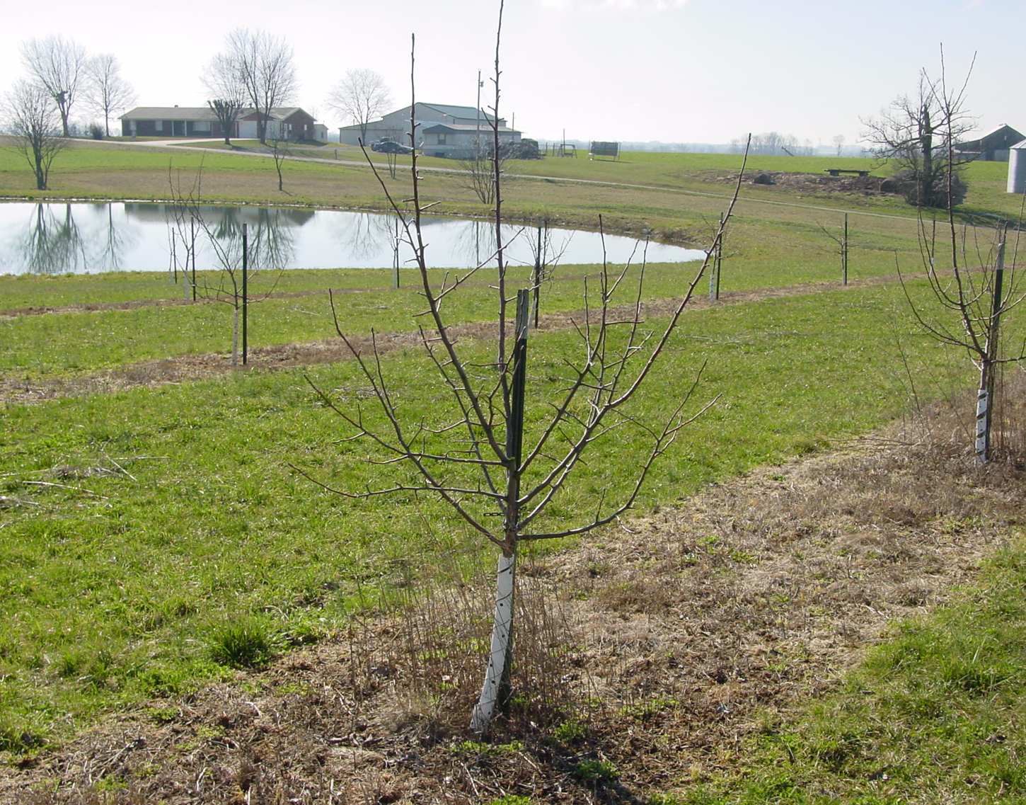 Kentucky Home Gardens Pruning Fruit Trees