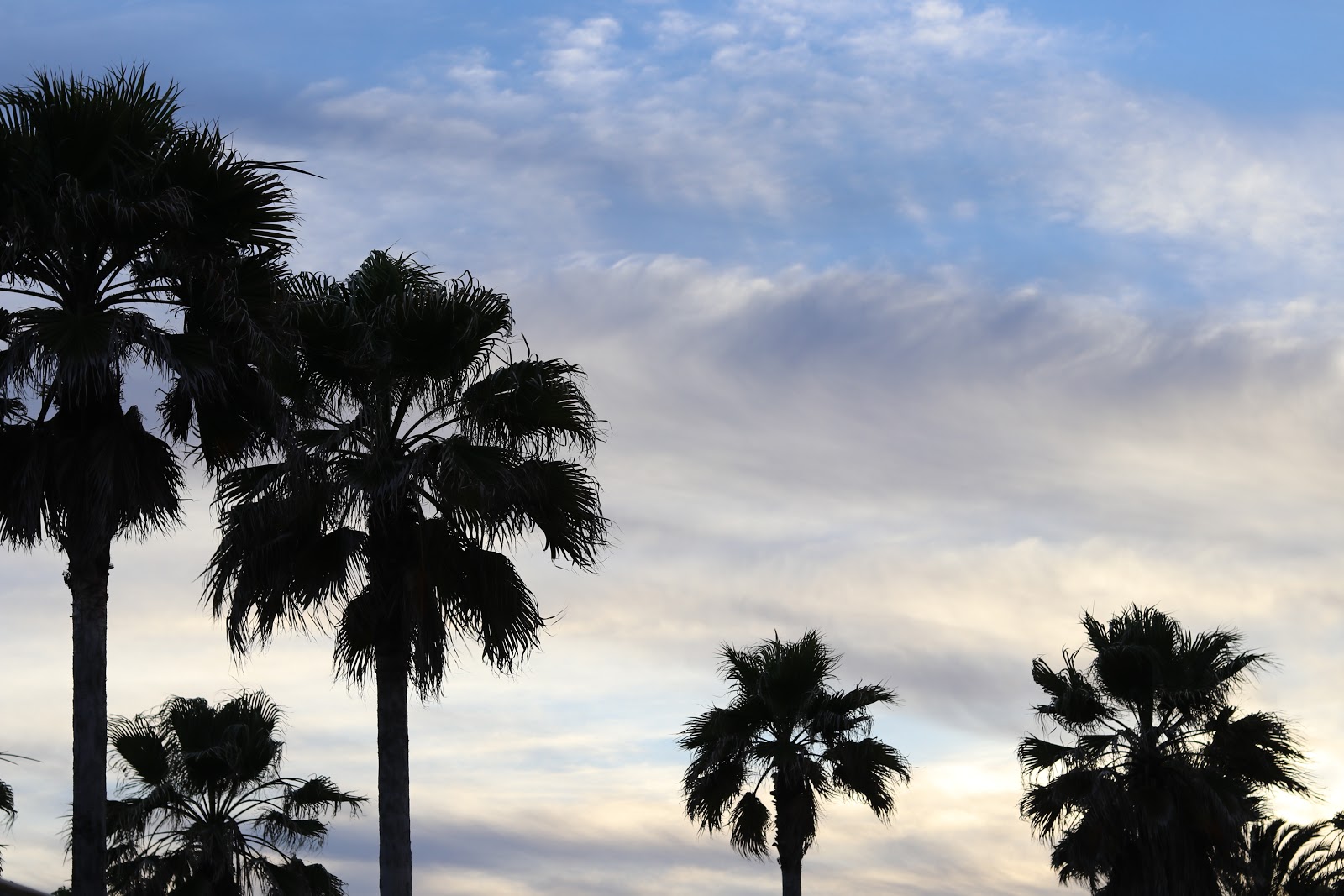 Sunset against Palm Trees at Trocadero in Sotogrande, Spain