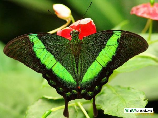 Бабочки бразилии Бабочки бразилии