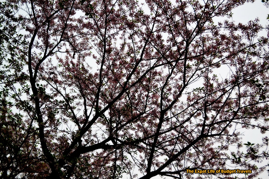 Seoul-Korea-Cherry-Blossoms-The-Expat-Life-Of-Budget-Travels-Bowdy-Wanders