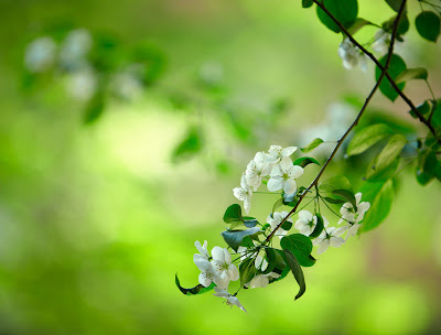 Amazing green and white flowers - Flores hermosas 