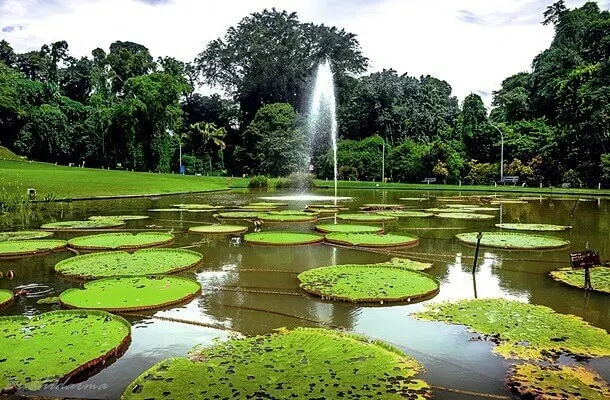 kebun raya bogor