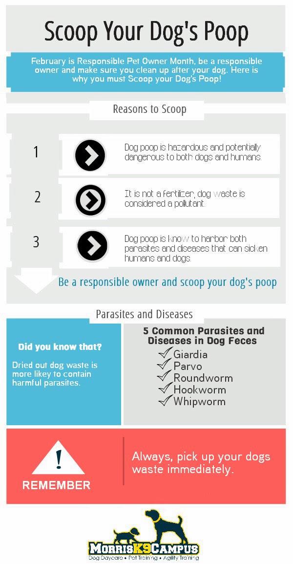 A Dog's Life: Responsible Pet Owner Month - Scoop Your Dog's Poop!