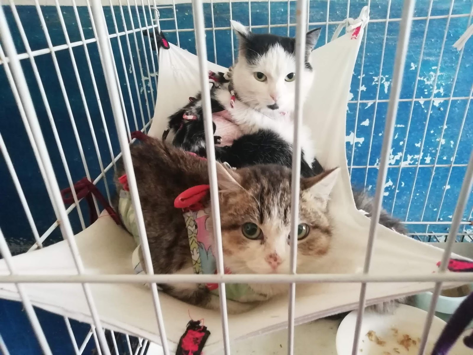 Кошачий приют электросталь. Приют электросталь. Муниципальный приют. Питомник кошек. Ногинский приют для собак.