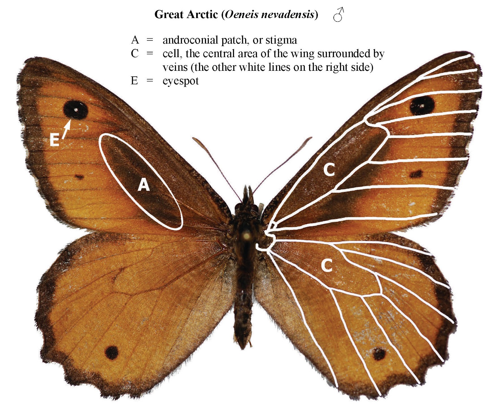 Northwest Butterflies Anatomy & Wing Terminology