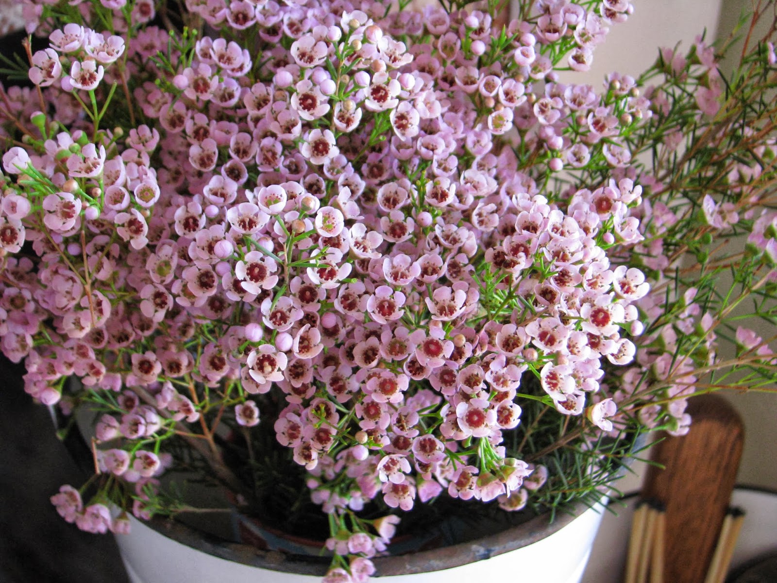 Wax Flower White Ironstone Cottage