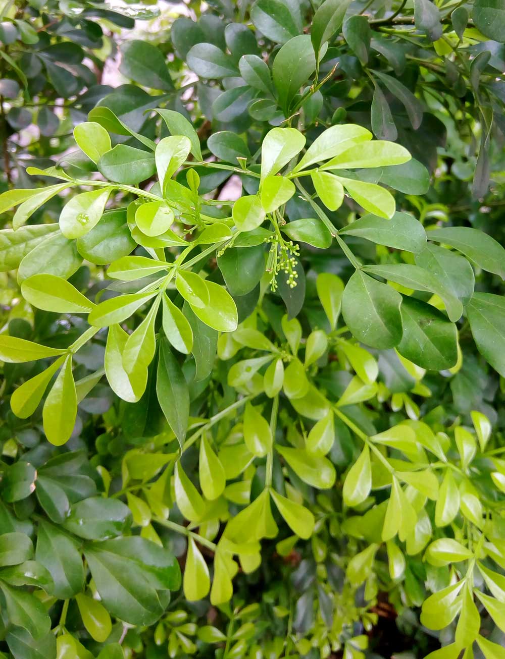 Exotic Plants in Indonesia Kemuning Cina  Aglaia odorata 