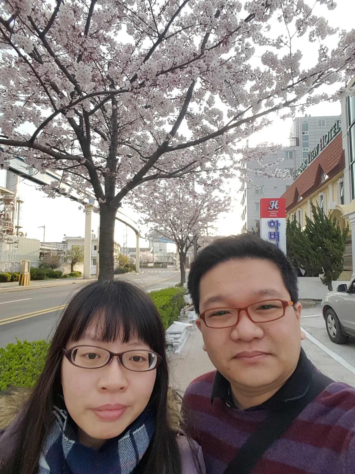 韓國櫻花祭