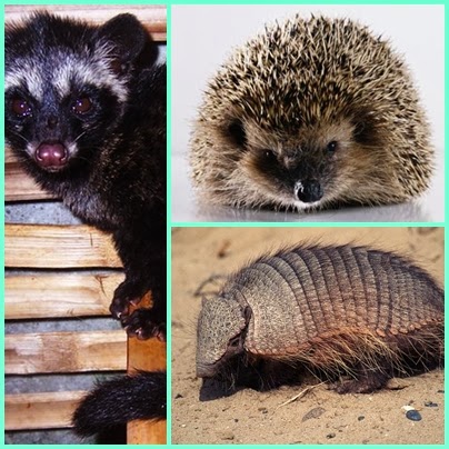 3 Hewan Imut yang Ditakuti Ular