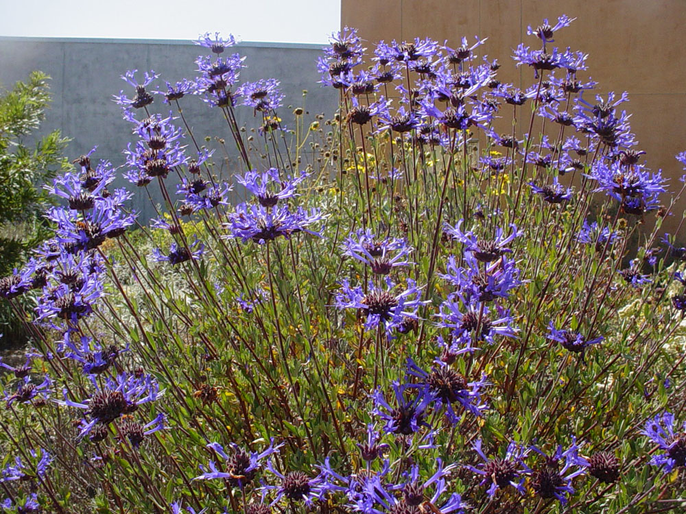 Mother Nature's Backyard A Waterwise Garden Plant of the Month